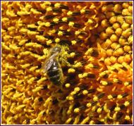 Озерне з panoramio.com