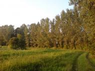 Чома з panoramio.com