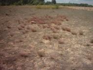 Лисняки з panoramio.com