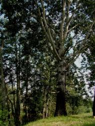 Диканька з panoramio.com