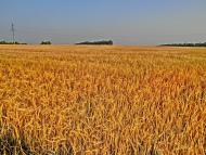 Головківське з panoramio.com