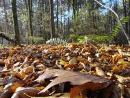 Дідовичі з panoramio.com