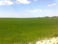 Оржів з panoramio.com