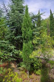 Запрудне з panoramio.com