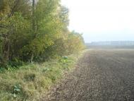 Олешин з panoramio.com