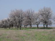 Грушеве з panoramio.com