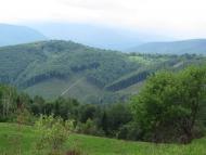 Ясень з panoramio.com