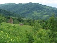 Ясень з panoramio.com