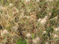 Острів - Останні фото