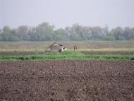 Грушеве з panoramio.com