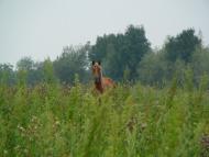 Гулі з panoramio.com