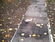 Куражин з panoramio.com