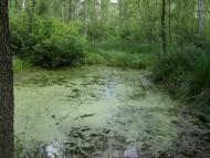 Затишшя з panoramio.com