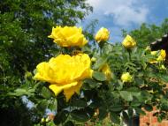 Оріхів з panoramio.com