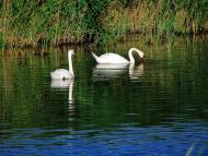 Волна з panoramio.com