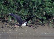 Чома з panoramio.com