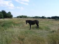 Забарине з panoramio.com