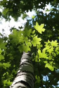 Сазоно-Баланівка з panoramio.com