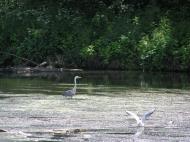 Скоморохи з panoramio.com