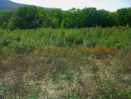 Синапне з panoramio.com