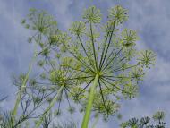 Острівок з panoramio.com