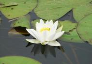 Покалів з panoramio.com