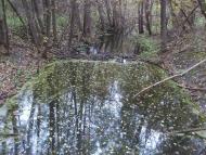 Соснівка - Останні фото