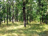 Небелиця з panoramio.com