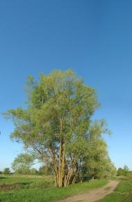 Шестовиця з panoramio.com