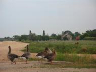 Елеваторне з panoramio.com