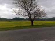 Липча з panoramio.com