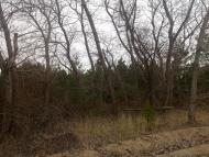 Галицинове з panoramio.com