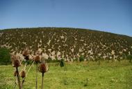 Колхозне з panoramio.com