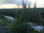 Стародубівка з panoramio.com