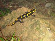 Марківка - Останні фото