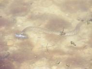 Кошари з panoramio.com