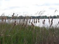 Гавронщина з panoramio.com