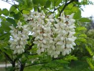 Вища Дубечня з panoramio.com