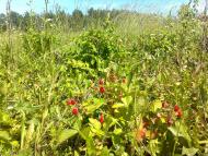 Великі Мости - Останні фото