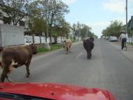 Сільце - Останні фото