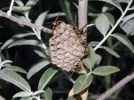 Балабине з panoramio.com