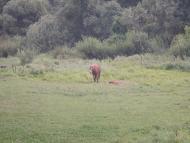 Черемошне з panoramio.com