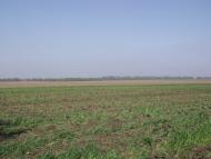 Грушеве з panoramio.com