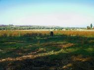 Розсадне з panoramio.com