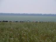 Гулі з panoramio.com