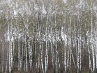 Jabluchne - Latest photos