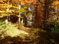 Ясень з panoramio.com