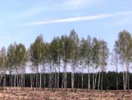 Дмитрівка з panoramio.com