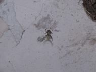 Один день в Острі