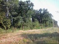 Тарасівка - Останні фото